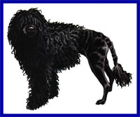 a well breed Portuguese Water Dog